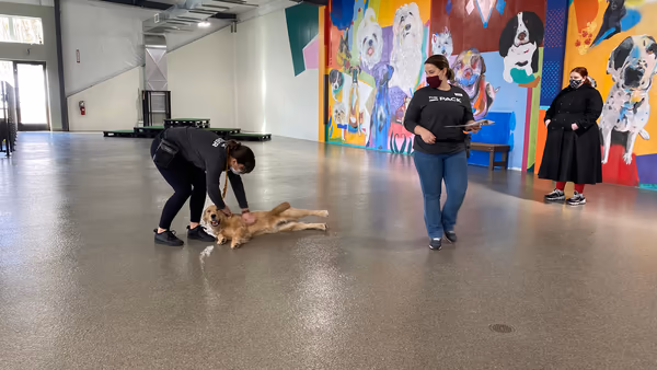 The Pack Indoor Dog Park photo 1